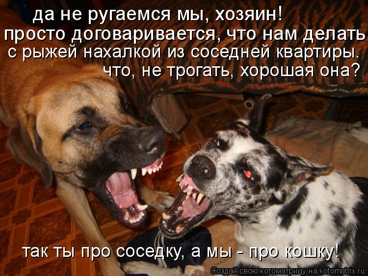 Котоматрица: да не ругаемся мы, хозяин! просто договаривается, что нам делать с рыжей нахалкой из соседней квартиры. что, не трогать, хорошая она? так ты п