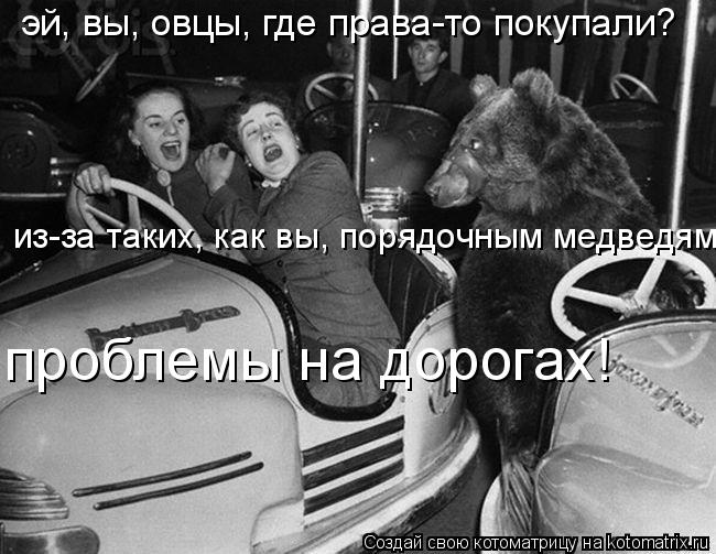 Котоматрица: эй, вы, овцы, где права-то покупали? из-за таких, как вы, порядочным медведям проблемы на дорогах!