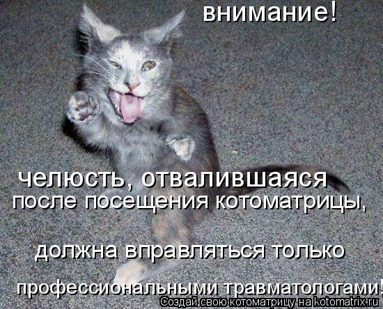 Котоматрица: внимание! челюсть, отвалившаяся после посещения котоматрицы,  должна вправляться только профессиональными травматологами!