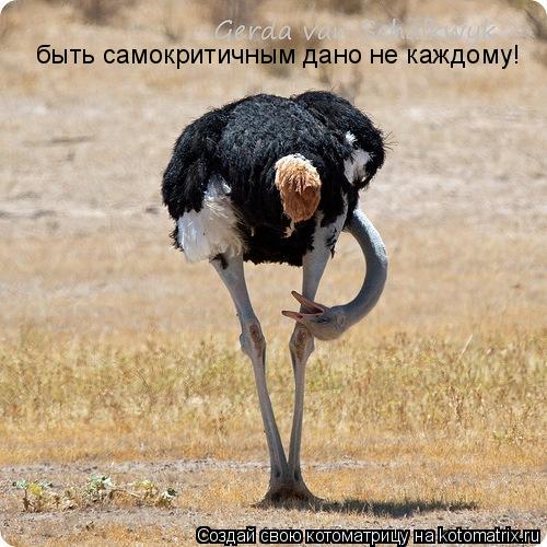 быть самокритичным дано не каждому!... Котоматрица: быть самокритичным дано не каждому!