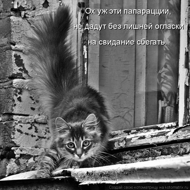 Котоматрица: не дадут без лишней огласки  на свидание сбегать. Ох уж эти папарацции,