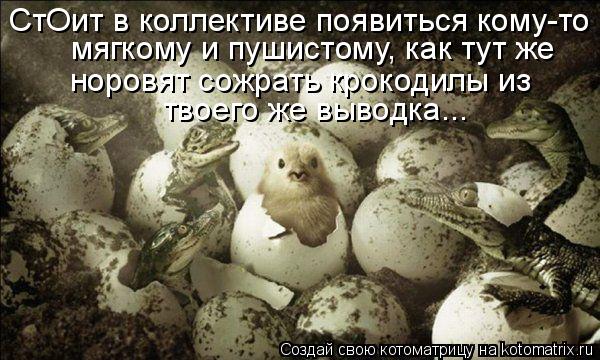 мягкому и пушистому, как тут же норовят сожрать крокодилы из твоего же выводка... СтОит в коллективе ... Котоматрица: мягкому и пушистому, как тут же норовят сожрать крокодилы из твоего же выводка... СтОит в коллективе появиться кому-то