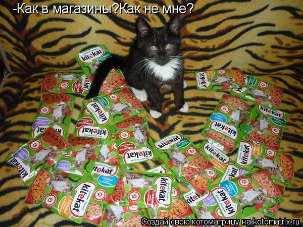 Котоматрица: -Как в магазины?Как не мне?