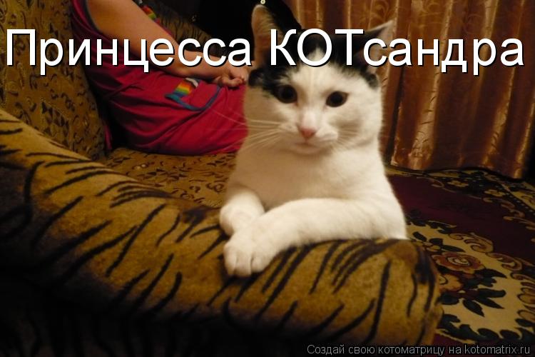 Котоматрица: Принцесса КОТсандра