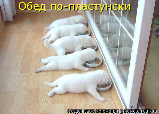 Обед по-пластунски... Котоматрица: Обед по-пластунски