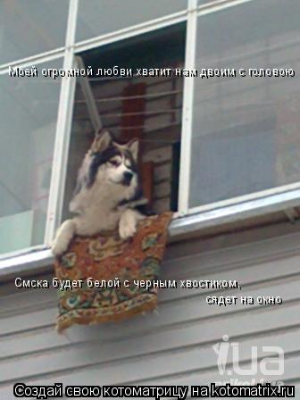 Котоматрица: Моей огромной любви хватит нам двоим с головою Смска будет белой с черным хвостиком,  сядет на окно