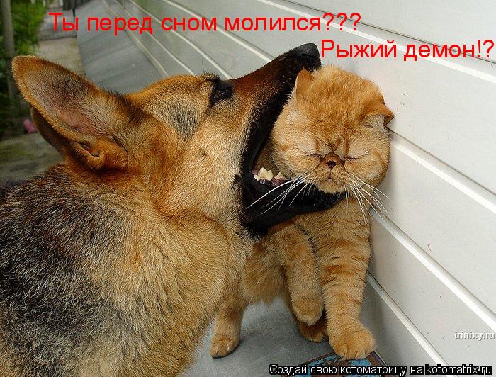Котоматрица: Ты перед сном молился??? Рыжий демон!?