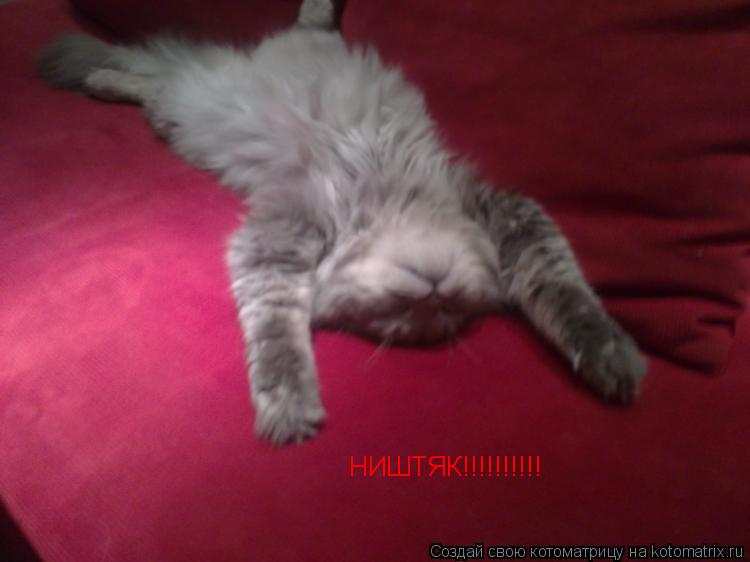 Котоматрица: НИШТЯК!!!!!!!!!!