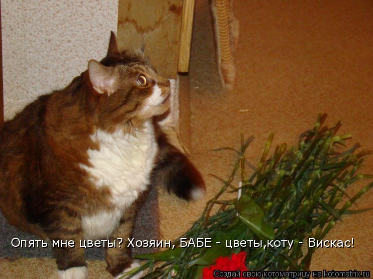 Котоматрица: Опять мне цветы? Хозяин, БАБЕ - цветы,коту - Вискас!