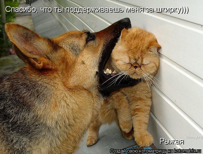 Котоматрица: Спасибо, что ты поддерживаешь меня за шкирку))) Рыжая
