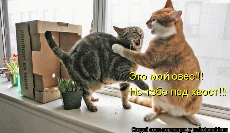 Котоматрица: Это мой овёс!!! Не тебе под хвост!!!