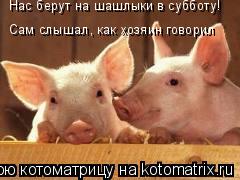 Нас берут на шашлыки в субботу! Сам слышал, как хозяин говорил... Котоматрица: Нас берут на шашлыки в субботу! Сам слышал, как хозяин говорил