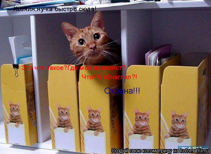 Хозяин,ну-ка быстро сюда! Это что такое?Где мой визажист? Что?Я обнаглел?! Охрана!!!... Котоматрица: Хозяин,ну-ка быстро сюда! Это что такое?Где мой визажист? Что?Я обнаглел?! Охрана!!!