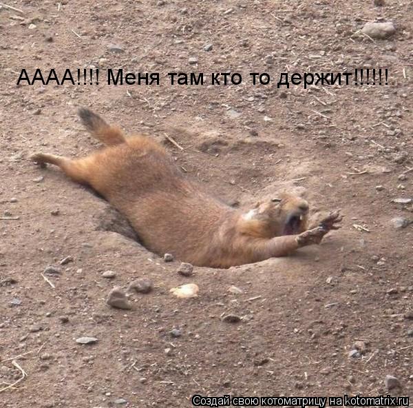 АААА!!!! Меня там кто то держит!!!!!!... Котоматрица: АААА!!!! Меня там кто то держит!!!!!!