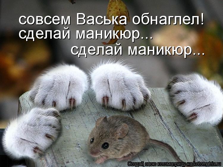 совсем Васька обнаглел! сделай маникюр... сделай маникюр...... Котоматрица: совсем Васька обнаглел! сделай маникюр... сделай маникюр...