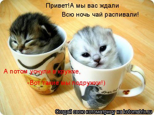 Привет!А мы вас ждали Всю ночь чай распивали! А потом уснули в кружке, -Вот такие мы подружки!)... Котоматрица: Привет!А мы вас ждали Всю ночь чай распивали! А потом уснули в кружке, -Вот такие мы подружки!)