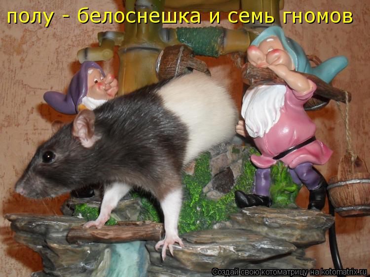Котоматрица: полу - белоснешка и семь гномов