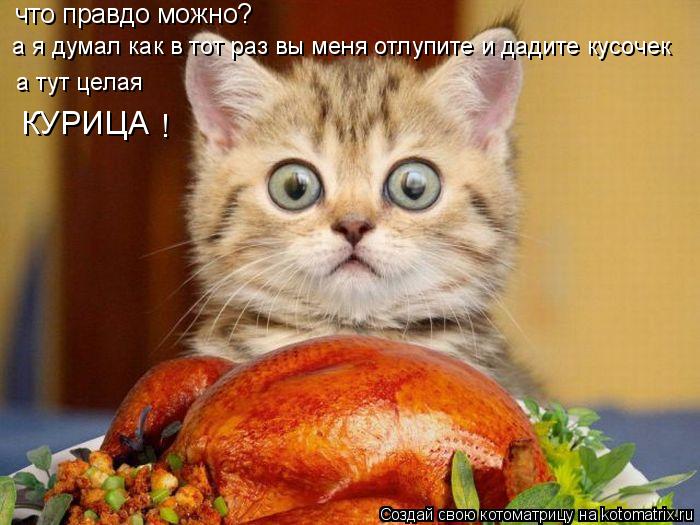Котоматрица: что правдо можно? а я думал как в тот раз вы меня отлупите и дадите кусочек  а тут целая КУРИЦА !