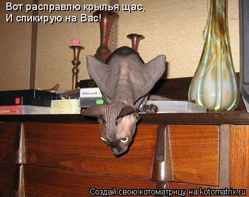 Вот расправлю крылья щас, И спикирую на Вас!... Котоматрица: Вот расправлю крылья щас, И спикирую на Вас!