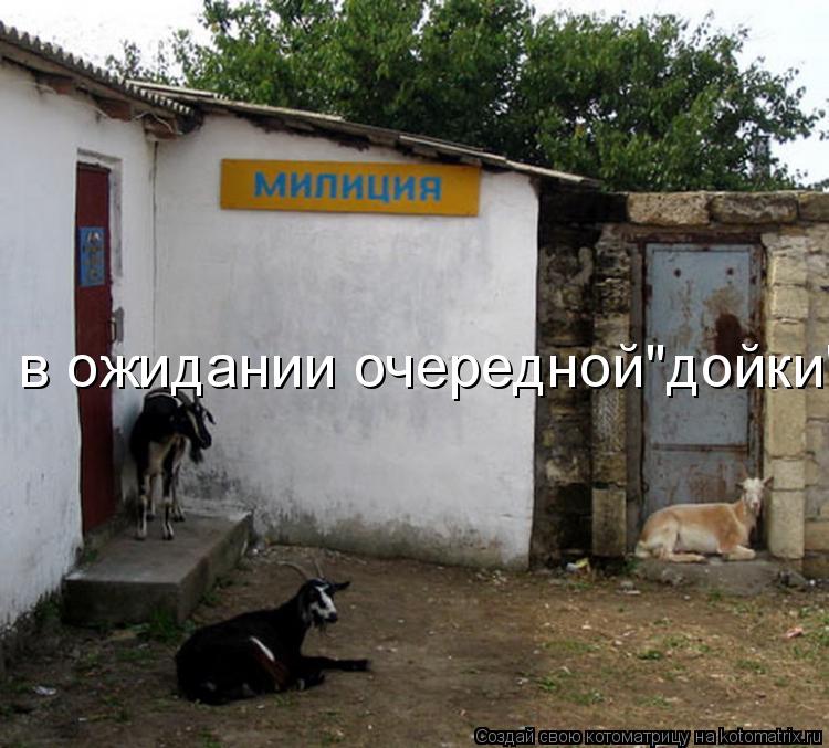 Котоматрица: в ожидании очередной"дойки"