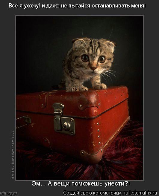Котоматрица: Всё я ухожу! и даже не пытайся останавливать меня! Эм... А вещи поможешь унести?!