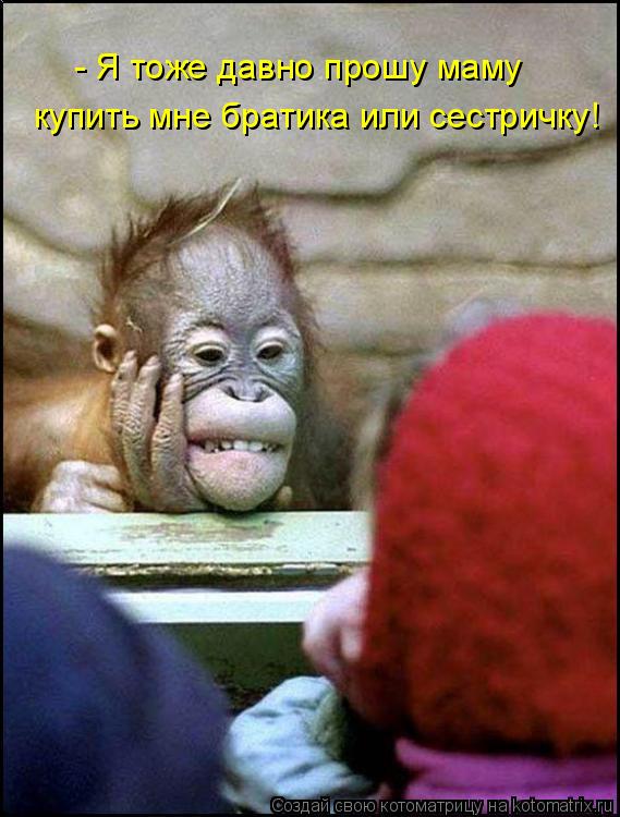 Котоматрица: - Я тоже давно прошу маму купить мне братика или сестричку!