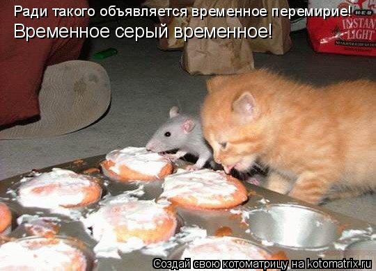 Котоматрица: Ради такого объявляется временное перемирие! Временное серый временное!