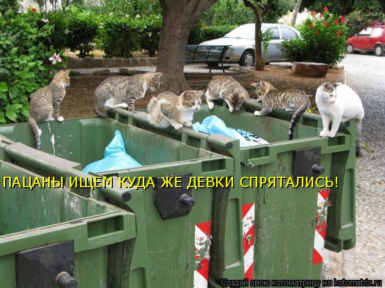 Котоматрица: ПАЦАНЫ ИЩЕМ КУДА ЖЕ ДЕВКИ СПРЯТАЛИСЬ!