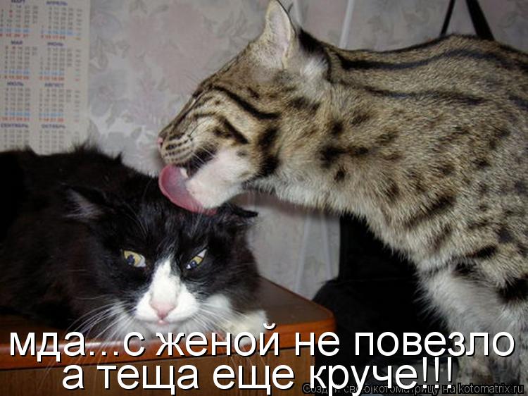 Котоматрица: мда...с женой не повезло а теща еще круче!!!