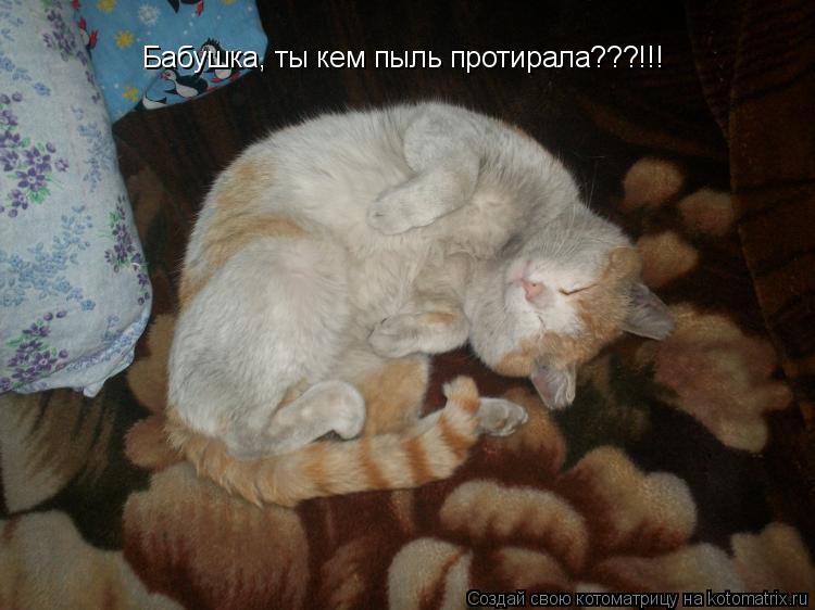 Котоматрица: Бабушка, ты кем пыль протирала???!!!
