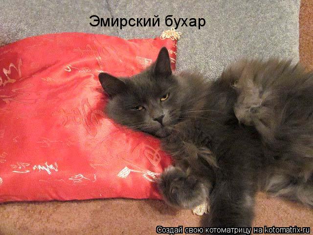 Эмирский бухар... Котоматрица: Эмирский бухар