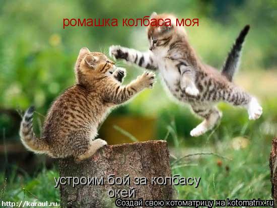ромашка колбаса моя устроим бой за колбасу окей... Котоматрица: ромашка колбаса моя устроим бой за колбасу окей