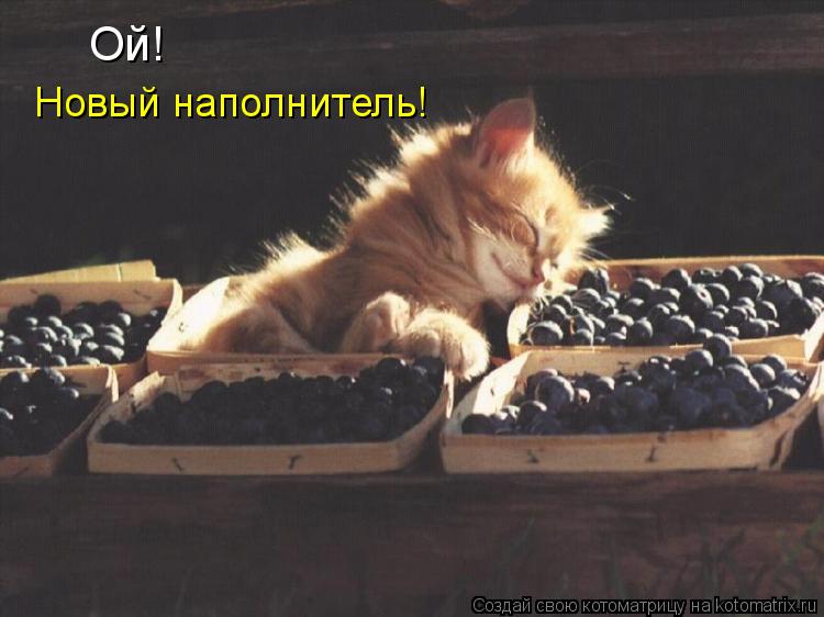 Ой! Новый наполнитель!... Котоматрица: Ой! Новый наполнитель!
