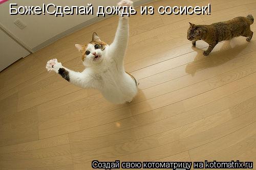 Боже!Сделай дождь из сосисек!... Котоматрица: Боже!Сделай дождь из сосисек!
