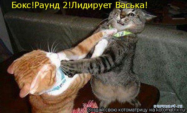 Бокс!Раунд 2!Лидирует Васька!... Котоматрица: Бокс!Раунд 2!Лидирует Васька!