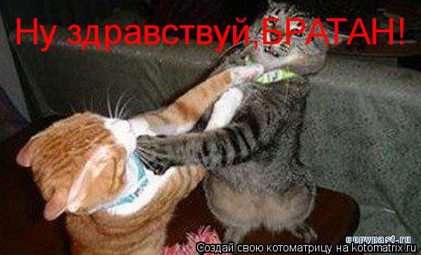 Ну здравствуй,БРАТАН!... Котоматрица: Ну здравствуй,БРАТАН!