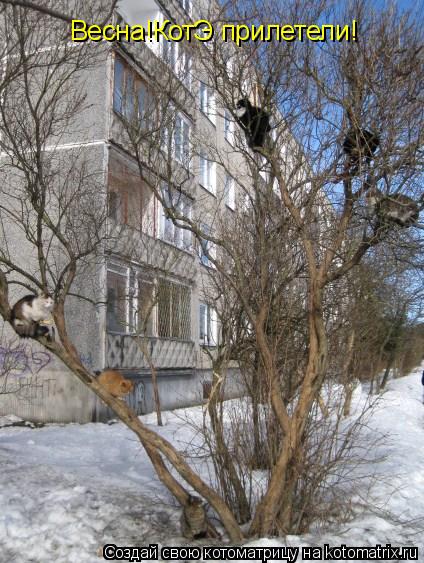 Весна!КотЭ прилетели!... Котоматрица: Весна!КотЭ прилетели!
