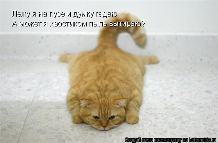 Лежу я на пузе и думку гадаю А может я хвостиком пыль вытираю?... Котоматрица: Лежу я на пузе и думку гадаю А может я хвостиком пыль вытираю?