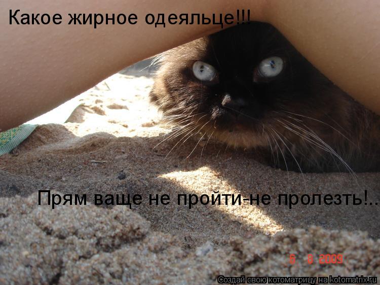 Какое жирное одеяльце!!! Прям ваще не пройти-не пролезть!..... Котоматрица: Какое жирное одеяльце!!! Прям ваще не пройти-не пролезть!..