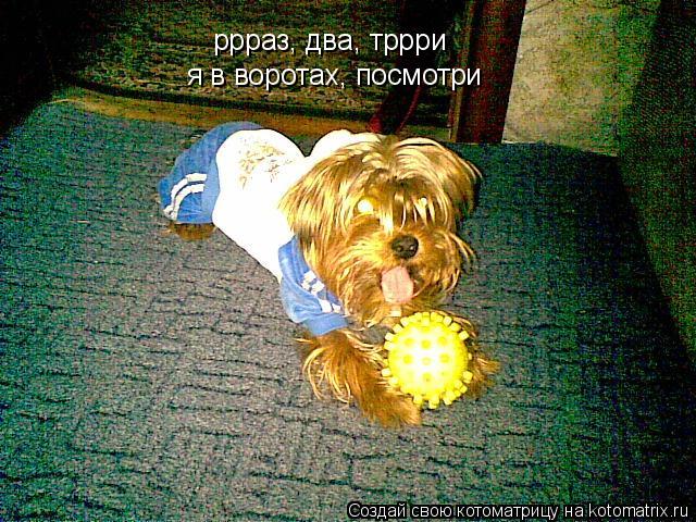Котоматрица: ррраз, два, тррри я в воротах, посмотри