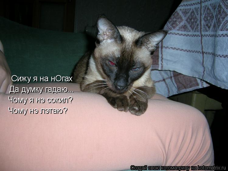 Котоматрица: Сижу я на нОгах  Да думку гадаю... Чому я нэ сокил? Чому нэ лэтаю?