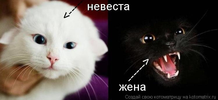 Котоматрица: невеста <------ жена ------>