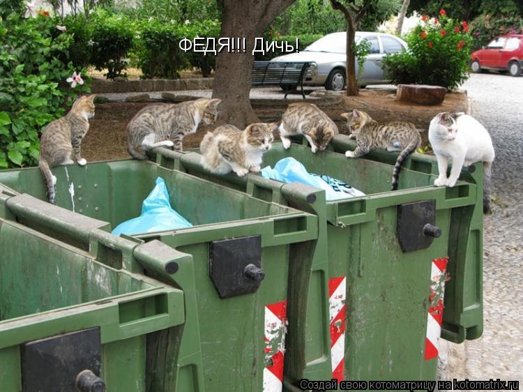 Котоматрица: ФЕДЯ!!! Дичь!