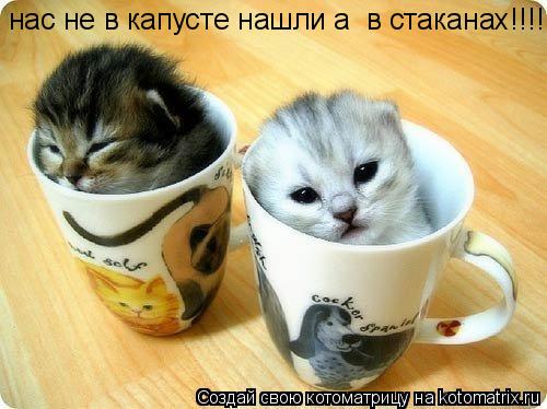 Котоматрица: нас  не   в   капусте   нашли   а  в   стаканах!!!! нас не в капусте нашли а  в стаканах!!!!