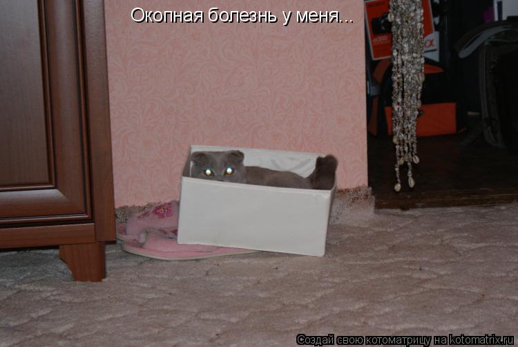 Окопная болезнь у меня...... Котоматрица: Окопная болезнь у меня...