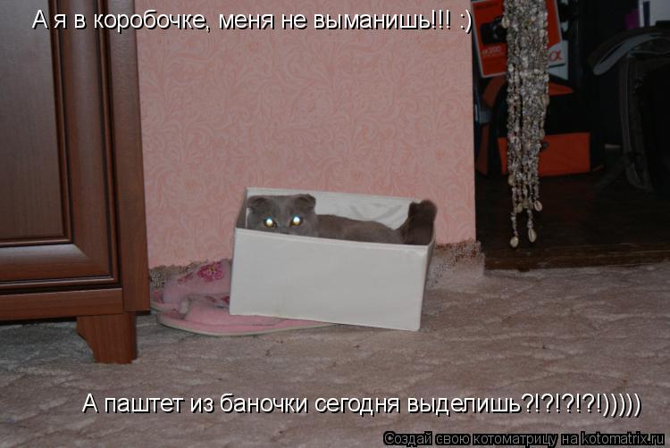 А я в коробочке, меня не выманишь!!! :) А паштет из баночки сегодня выделишь?!?!?!?!)))))... Котоматрица: А я в коробочке, меня не выманишь!!! :) А паштет из баночки сегодня выделишь?!?!?!?!)))))