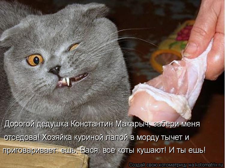 Дорогой дедушка Константин Макарыч, забери меня отседова! Хозяйка куриной лапой в морду тычет и приго... Котоматрица: Дорогой дедушка Константин Макарыч, забери меня отседова! Хозяйка куриной лапой в морду тычет и приговаривает: ешь, Вася, все коты кушают! И