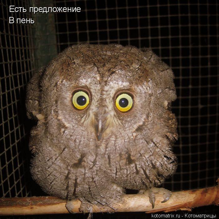 Есть предложение В пень... Котоматрица: Есть предложение В пень