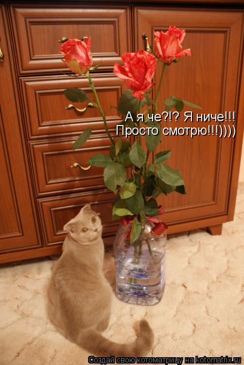 А я че?!? Я ниче!!! Просто смотрю!!!))))... Котоматрица: А я че?!? Я ниче!!! Просто смотрю!!!))))