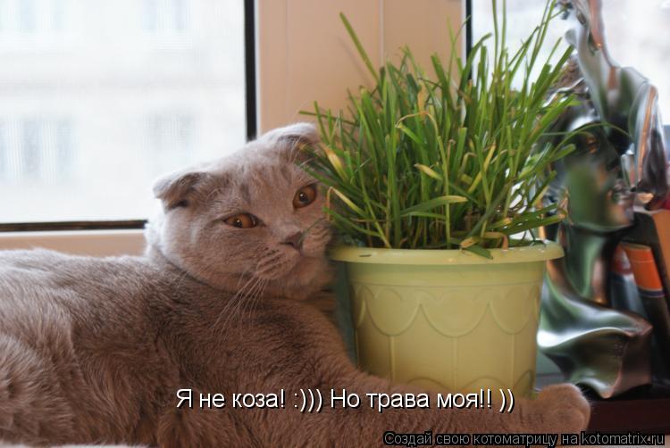 Я не коза! :))) Но трава моя!! ))... Котоматрица: Я не коза! :))) Но трава моя!! ))